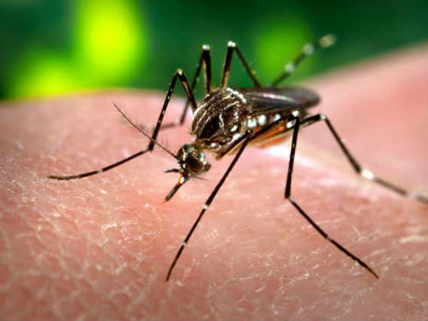  பெண் கொசுக்கள் மட்டுமே கடிக்கும் 