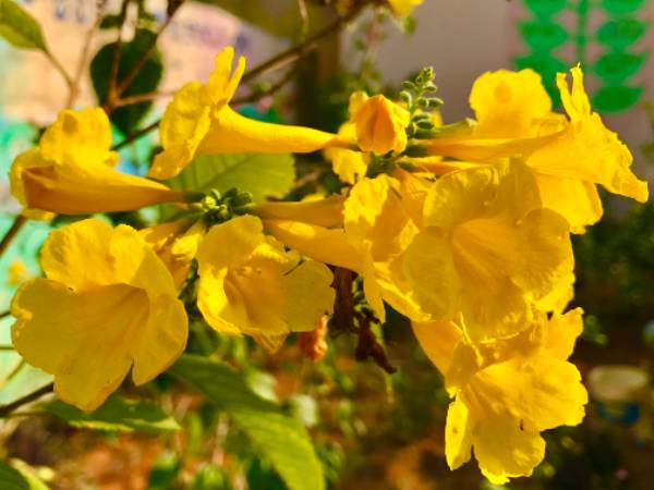 மஞ்சள் அரளிச்செடிகள்