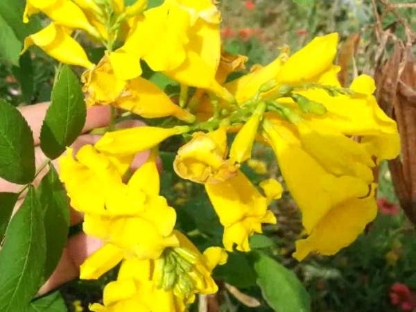 மஞ்சள் நிறமே மஞ்சள் நிறமே