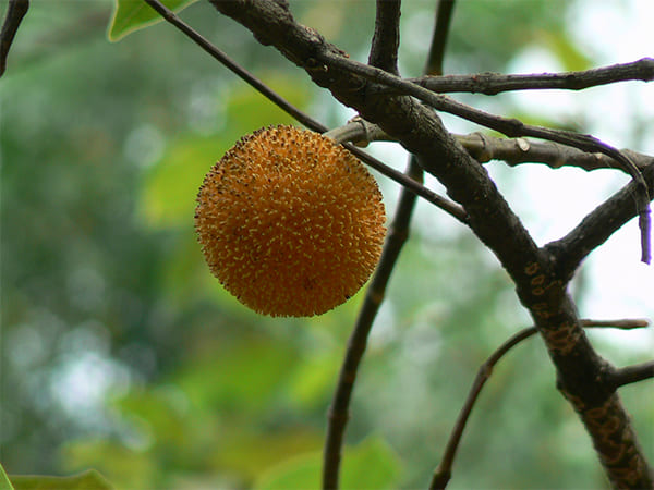 கடம்ப மரத்தின் மருத்துவ குணம்