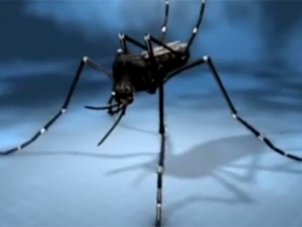 சிறகின் வேகம்