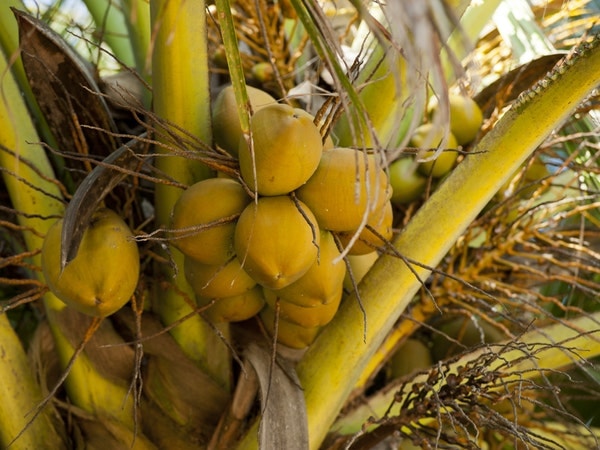 இந்து புராணங்களில் தென்னை மரம்