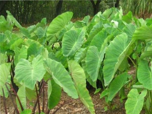 சேப்பங்கிழங்கு இலையின் ஊட்டச்சத்து விபரம்: