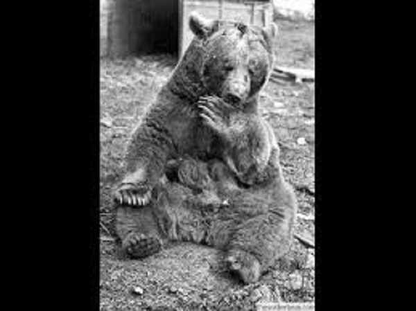 ஐனு கரடி வழிபாடு