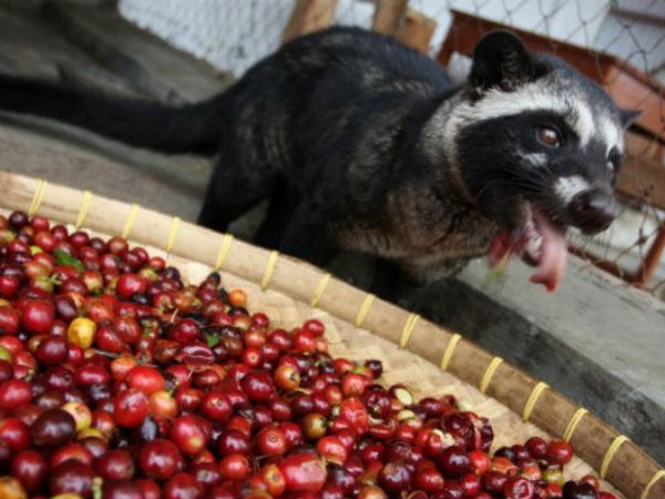 பரவும் முறை