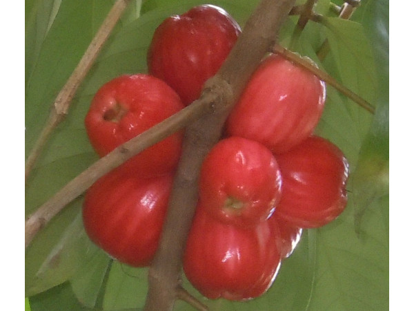 ரோஜா ஆப்பிளில் உள்ள ஊட்டச்சத்துக்களின் பட்டியல்