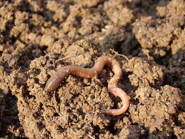 அனுதாபத்தின் தூள்