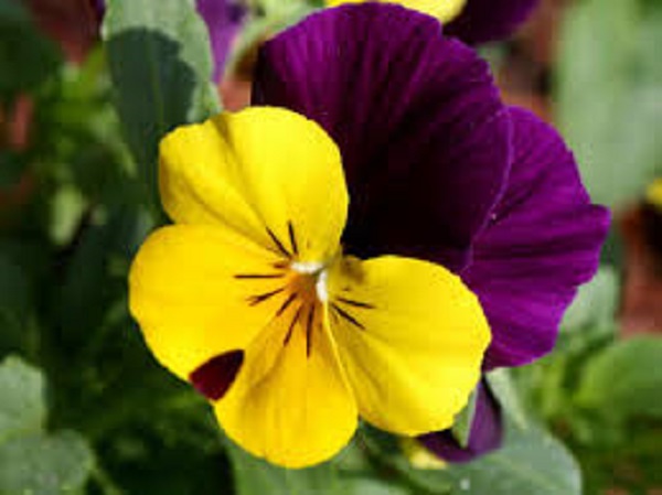 பென்சி பூ