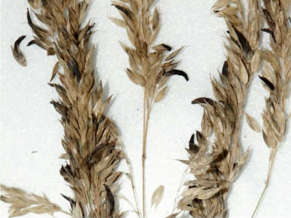 எர்கோட்டை