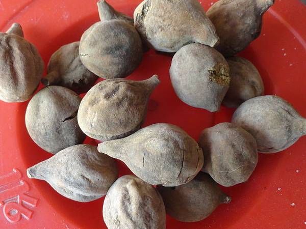 தான்றிக்காயின் மருத்துவ குணங்கள் தான்றிக்காயின் மருத்துவ குணங்கள்