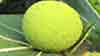 breadfruit