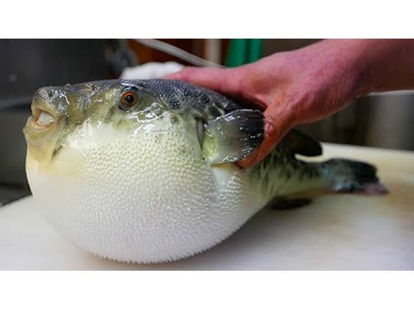 பஃபர்ஃபிஷ்