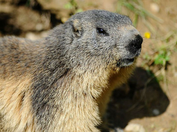 புபோனிக் பிளேக் எதனால் ஏற்படுகிறது மற்றும் எவ்வாறு பரவுகிறது?