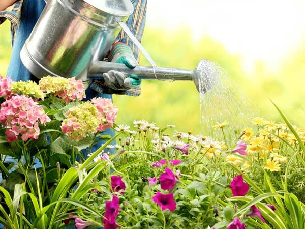 தினமும் செடிகளுக்கு தண்ணீர் விடுவது