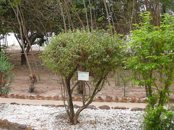 மரம் நடுதல்