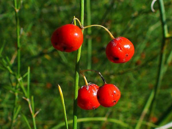 அஸ்பாரகஸ் பெர்ரி