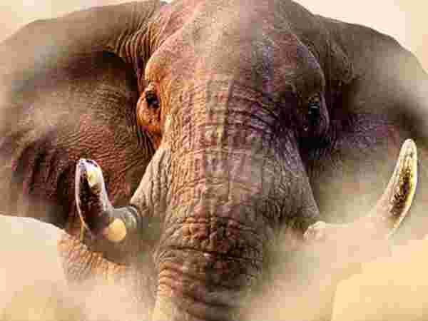 உணர்ச்சிகரமான உயிரினங்கள்