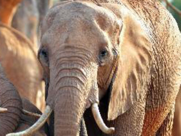 யானையின் தும்பிக்கை