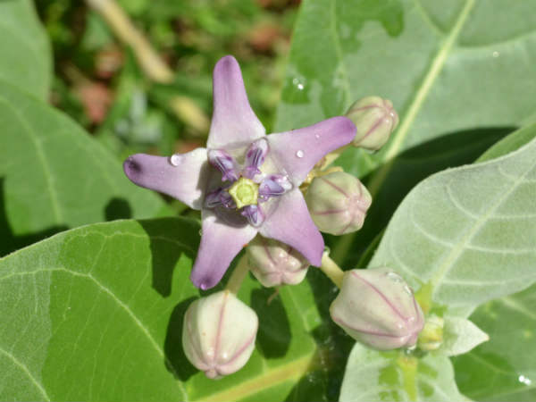 எருக்கு மலர்