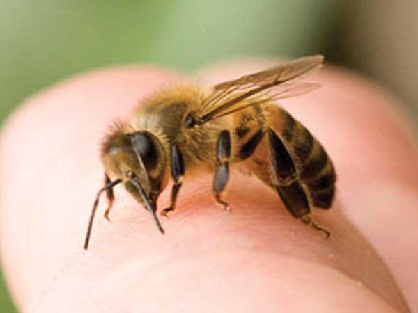 தேனீ கொட்டியதும் என்ன நடக்கும்?