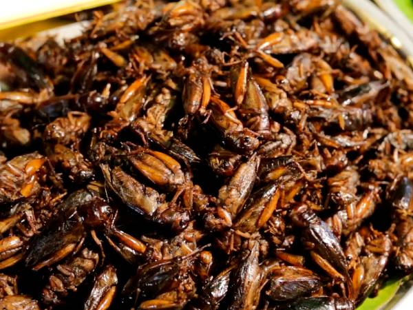 வெட்டுக்கிளி