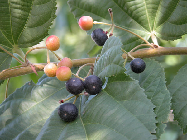 தடச்சி/ஃபால்சா (Phalsa)
