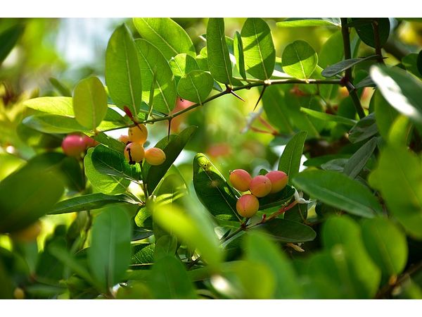 களாக்காய் (Carandas Cherry)