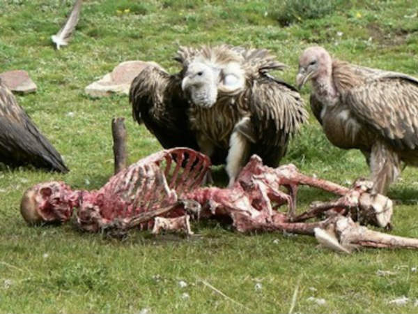 ஸ்கை அடக்கம்