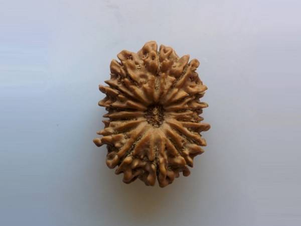 7 மற்றும் 14 முக ருத்ராட்சம் 7 மற்றும் 14 முக ருத்ராட்சம்