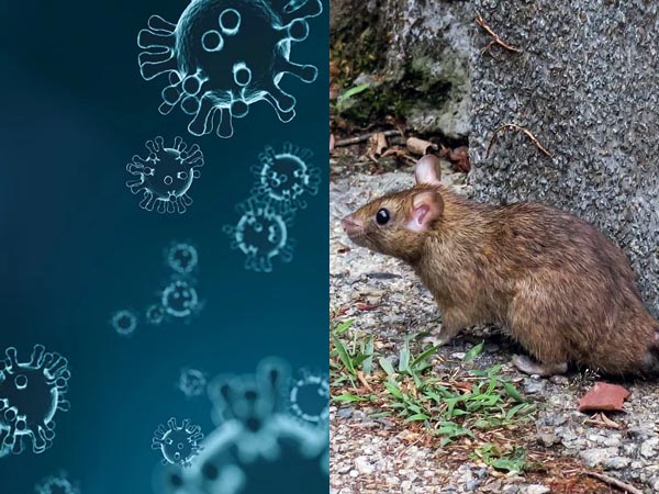 ஹன்டா வைரஸ் என்றால் என்ன? ஹன்டா வைரஸ் என்றால் என்ன?