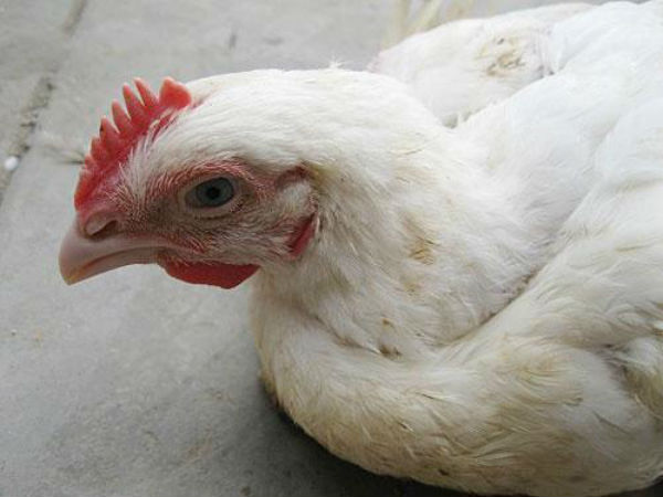 2. பறவை காய்ச்சல் மனிதர்களுக்கு பாதிப்பை ஏற்படுத்துமா?