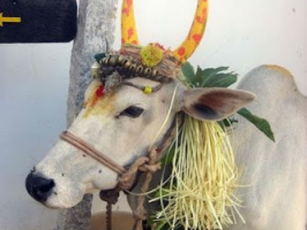 மாடுகளை அலங்கரிப்பது