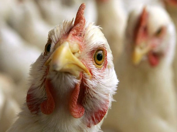 3. பறவைகளில் பறவை காய்ச்சல் எவ்வாறு பரவுகிறது?