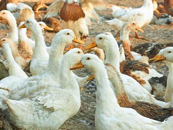 5. ஒருவரது வீட்டிற்கு அருகில் புலம்பெயர்ந்த பறவைகள் காணப்பட்டால் என்ன செய்ய வேண்டும்?