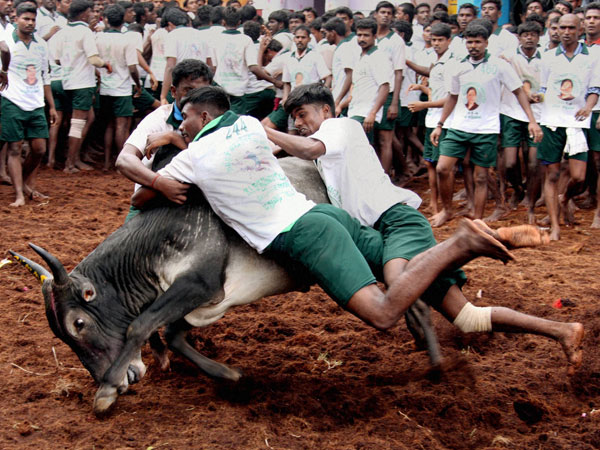 ஜல்லிக்கட்டு வகைகள்