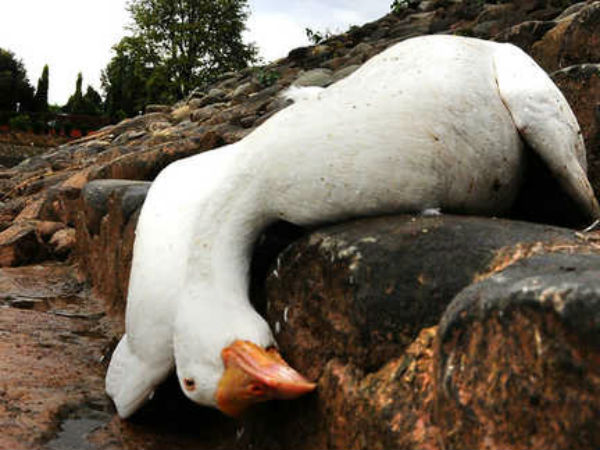 6. ஒரு இறந்த பறவையைப் பார்த்தால் என்ன செய்ய வேண்டும்?