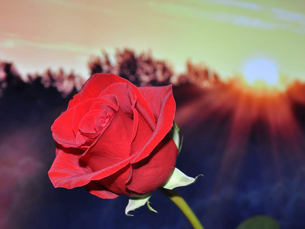 ரோஜா நாள் - பிப்ரவரி 7