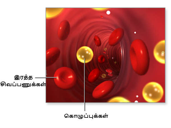 கொழுப்பு என்பது என்ன?