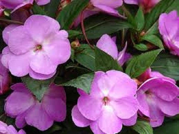 சம்பா மற்றும் கேதகி மலர்களை பயன்படுத்த வேண்டாம்