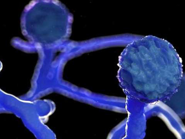 வெள்ளை பூஞ்சை தொற்று எப்படி பாதிக்கிறது?