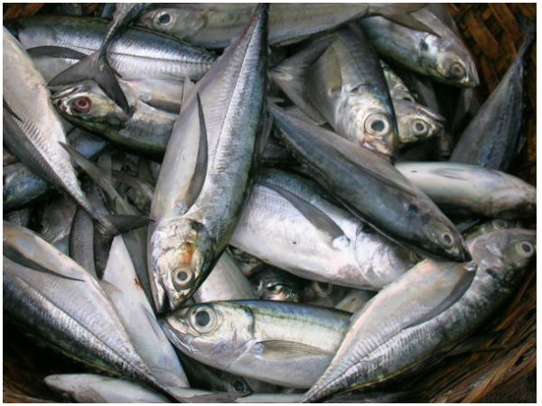 கானாங்கெளுத்தி மீன் (Mackerel)