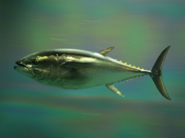 நீலத்துடுப்பு சூரை மீன் (Bluefin tuna)