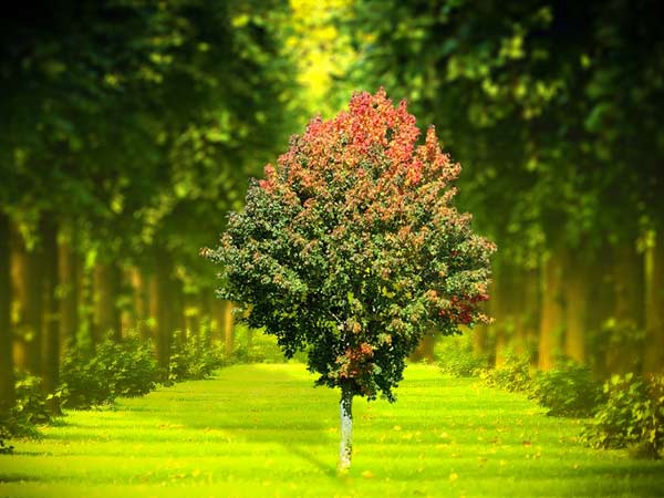 2021 ஆம் ஆண்டு உலக சுற்றுச்சூழல் தினத்தின் மையப் பொருள் என்ன?