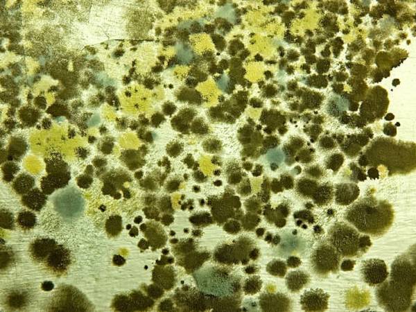 அஸ்பெர்கில்லோசிஸ் எங்கிருந்து வருகிறது?