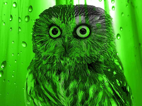 பச்சை ஆந்தை