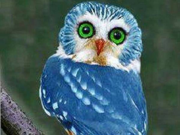 நீல ஆந்தை