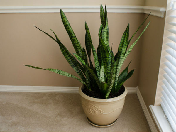2. பாம்புச் செடி (Snake plant)
