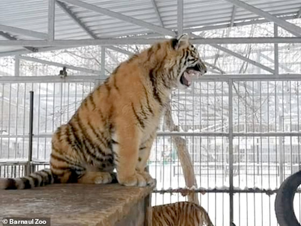 அதிகரித்து வரும் புலிகள் எண்ணிக்கை