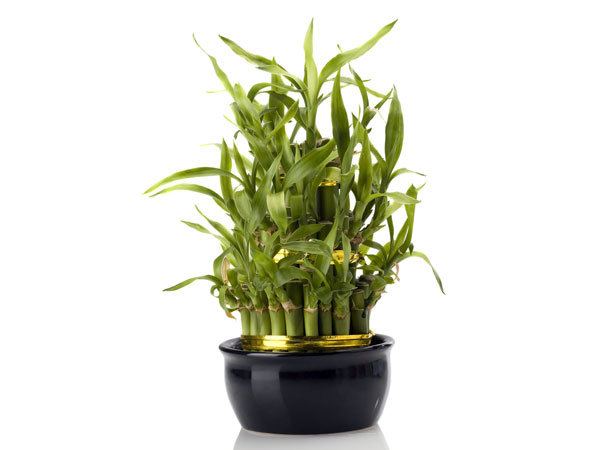 8. மூங்கில் பனை (Bamboo Palm)