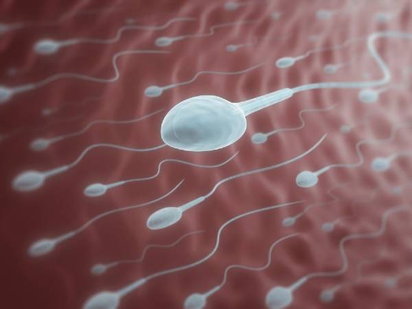 How Walnuts Can Improve Your Sperm Health How Walnuts Can Improve Your Sperm Health